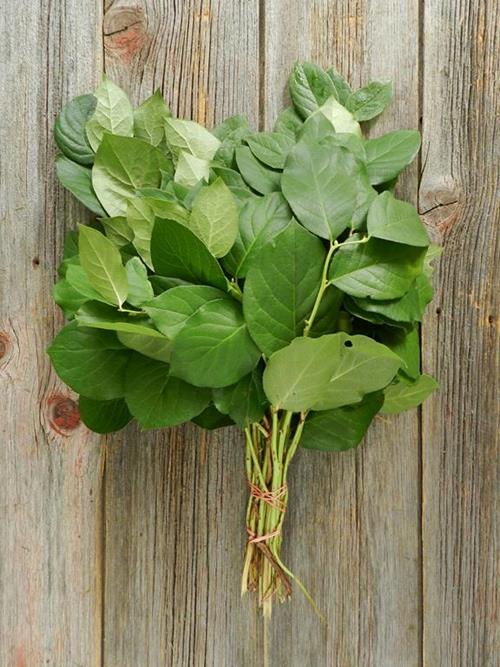 SALAL TIPS   GREENS